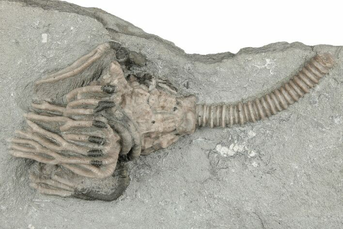 Fossil Crinoid with Starfish - Crawfordsville, Indiana #215817